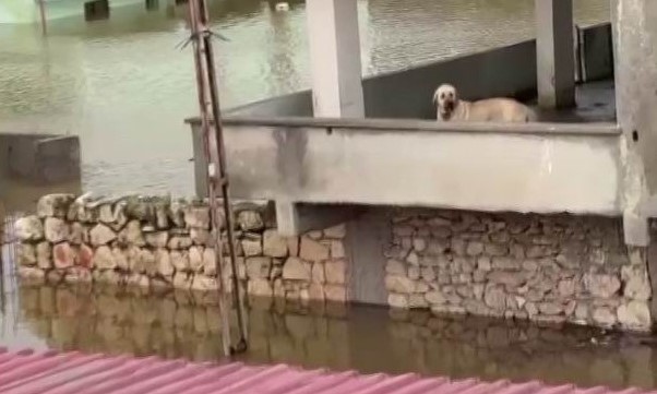 Su Taşkınında Mahsur Kalan Köpek Kurtarıldı