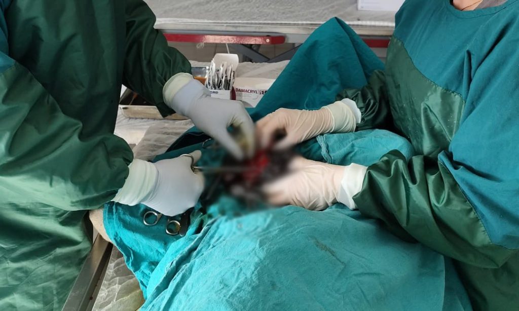 Mardin Hayvan Bakımevi’nde Başarılı Operasyon