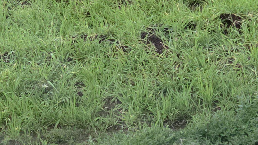 Yağışlar Çiftçiyi Vurdu ?mu