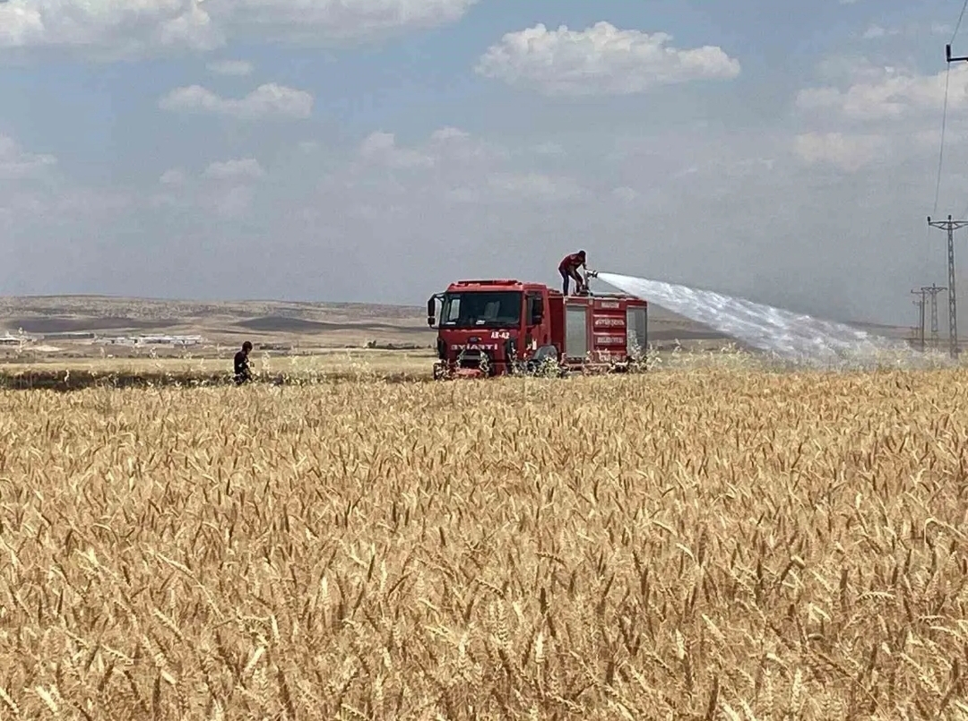 Mardin’de 300 Dönüm Ekili Alan Küle Döndü
